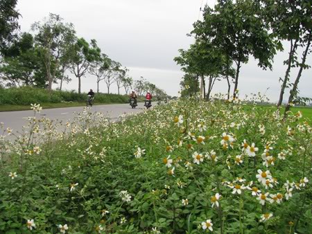 Vòng hoa Xuyến Chi A1