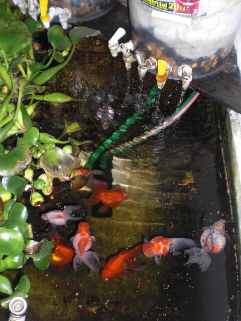 PECES DE RICHARD CHAVEZ CIMG9622