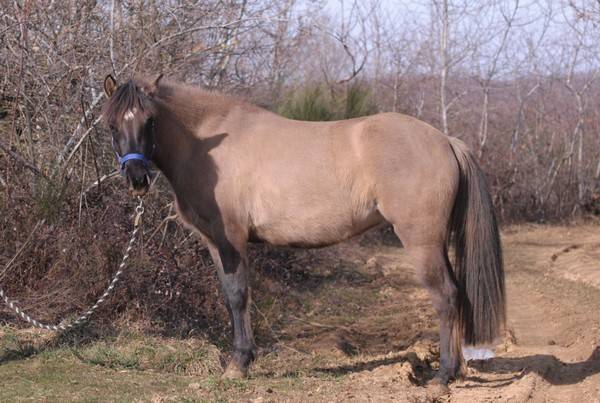 Candy (OC grulla) - Page 4 20150308candy2_zpsn1kavdnl