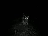 Hit list bucks Th_004