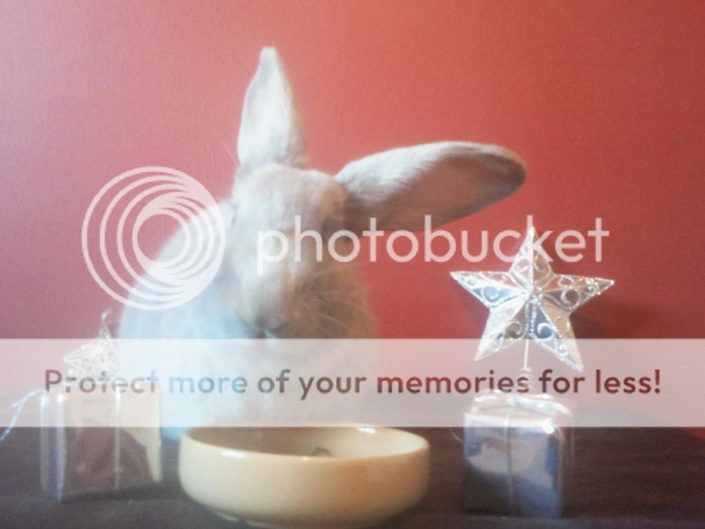 Christmas photoshoot with the buns! *PIC HEAVY* 2012-12-18123921