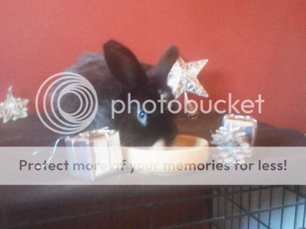 Christmas photoshoot with the buns! *PIC HEAVY* 2012-12-18124040