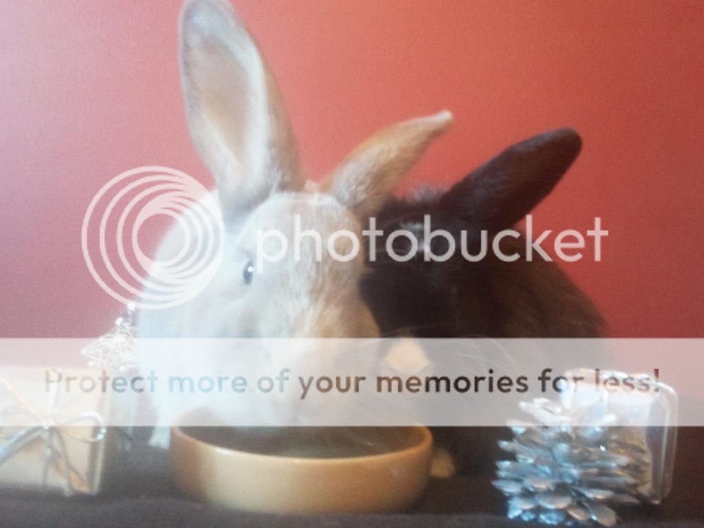 Christmas photoshoot with the buns! *PIC HEAVY* 2012-12-18124152