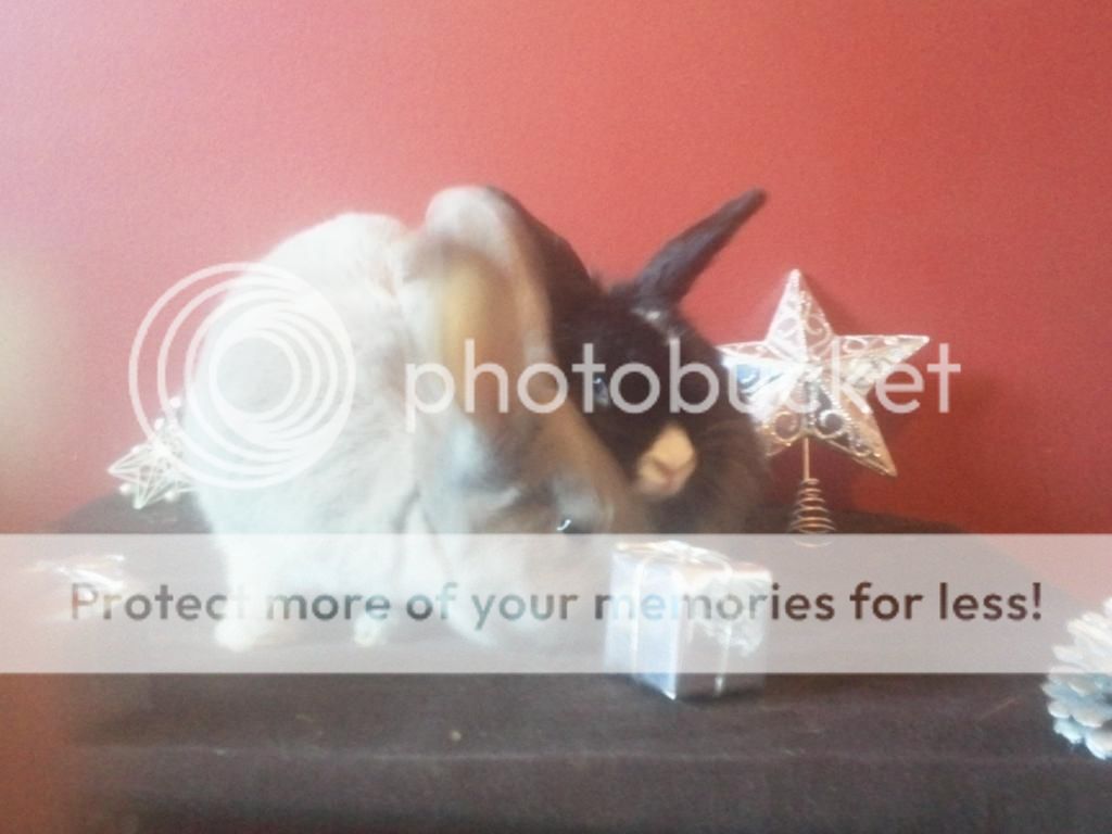 Christmas photoshoot with the buns! *PIC HEAVY* 2012-12-18124438