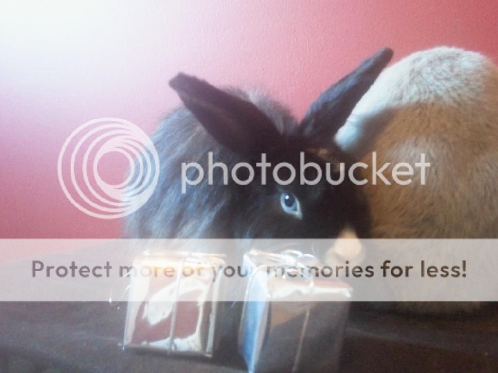 Christmas photoshoot with the buns! *PIC HEAVY* 2012-12-18124533