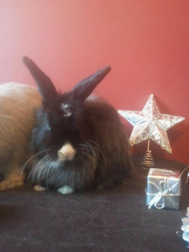 Christmas photoshoot with the buns! *PIC HEAVY* 2012-12-18124613