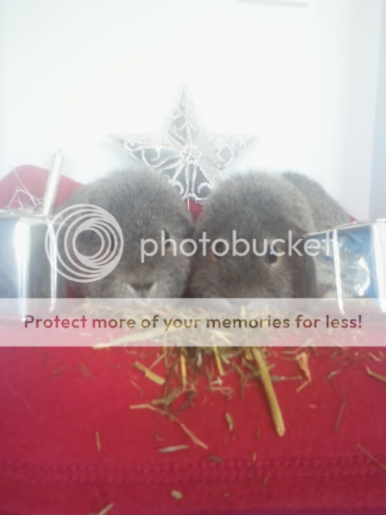 Christmas photoshoot with the buns! *PIC HEAVY* 2012-12-18131629