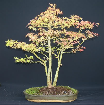 Acer Palmatum & japanese white pine trade in 006-9