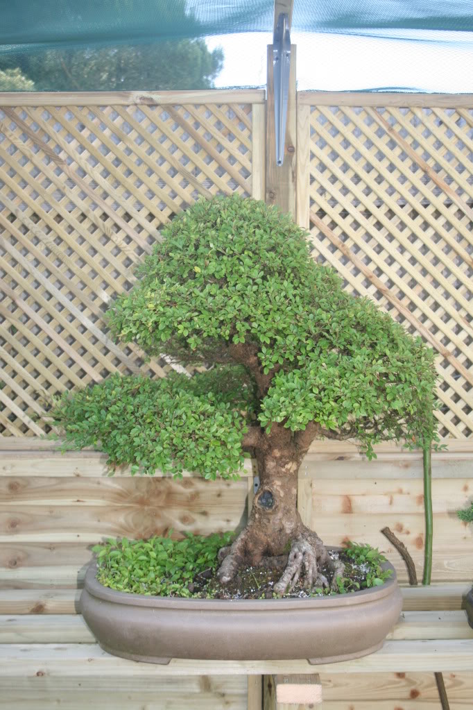 Zelcova Japanese Elm - Showing off a little 0073