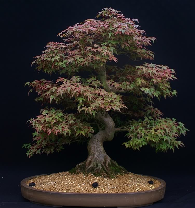 the changing face of an acer Deshojo1ab751x800751x800