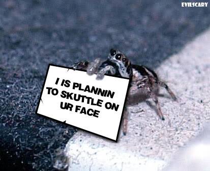 WARNING! WARNING! CUTE TOPIC APPEARS! Cute_spider02