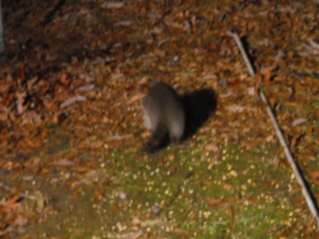 Nightlife out my back door DSCF0351