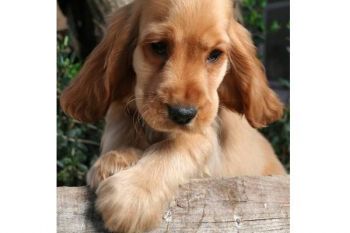 Un cachorro de cocker spaniel para los duques de Cambridge 4f2c1262dfed0_Cocker_spaniel