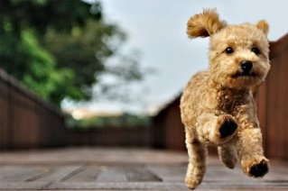 [Informe] Cuidar al Cachorro Poodle/Caniche Flygande_pudel-other