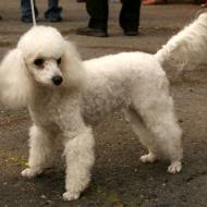 Corte de Pelo Miniature_poodle