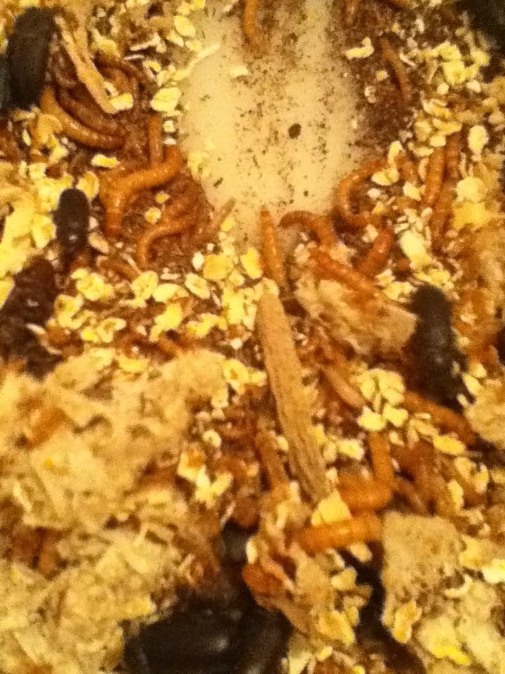 Mealworm Colony 2015! [Picture Thread] - Page 2 IMG_0274_zpsh6y8fdan