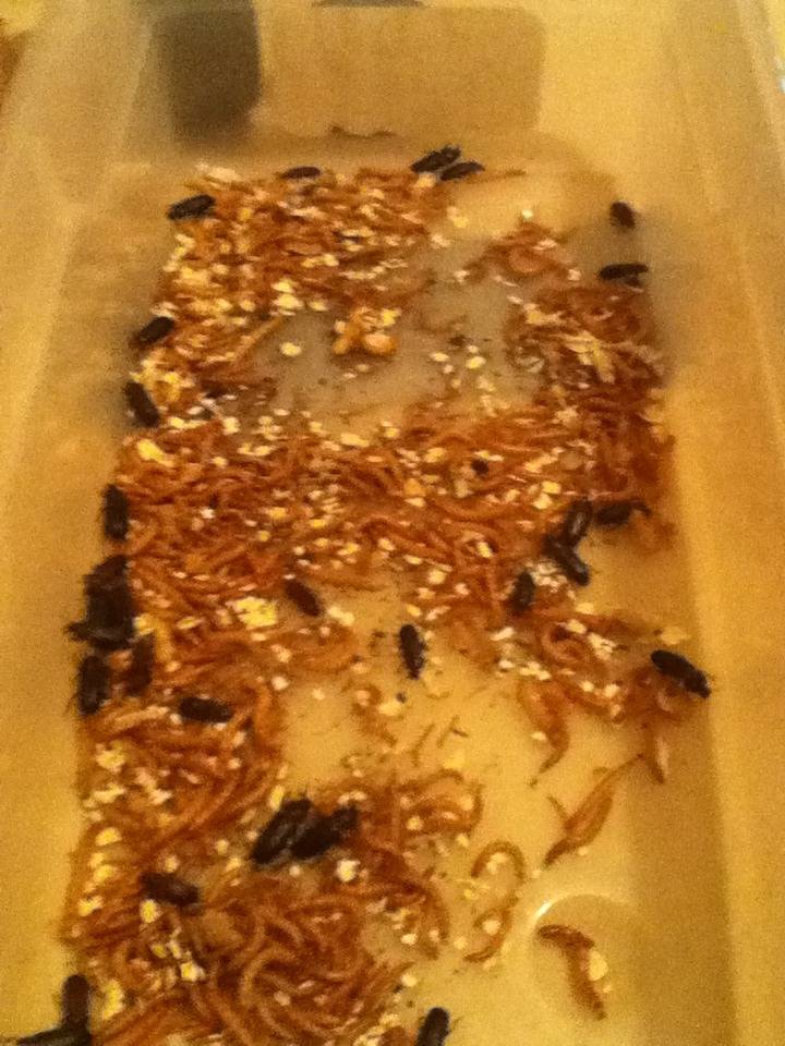 Mealworm Colony 2015! [Picture Thread] - Page 2 IMG_0282_zpsri7dlvof