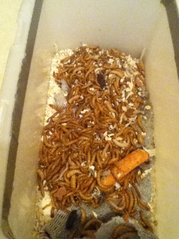 Mealworm Colony 2015! [Picture Thread] IMG_0533_zpsuibyud86