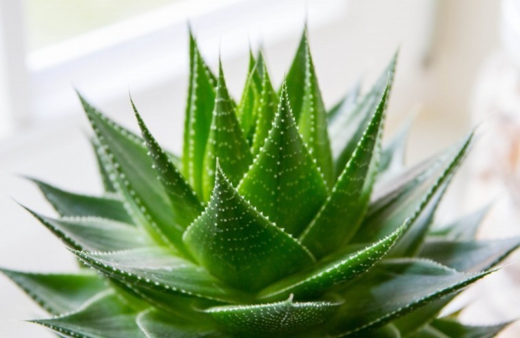 Aloe vera. 563a1f8c938b8_crop_zpsjmnd28jc