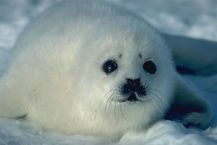 Pide una foto - Página 5 Foca_bebe_artico