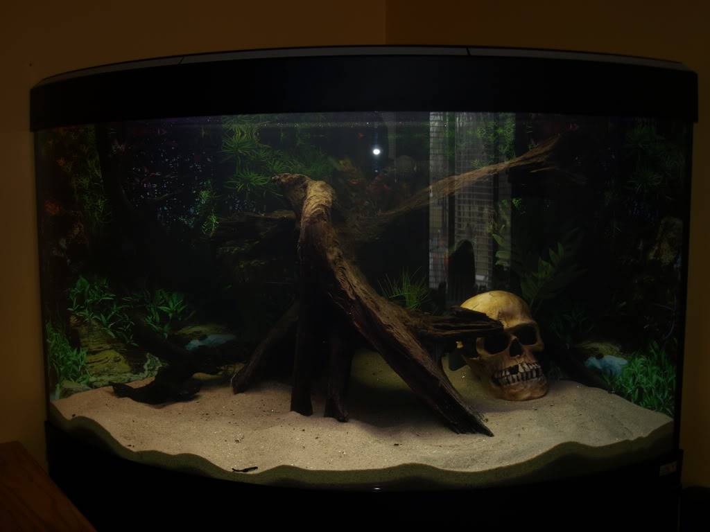 Le 46gal de Pleco P3280747