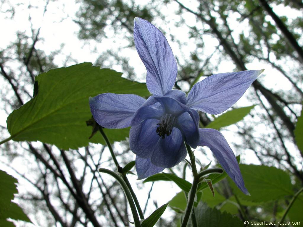 VEGETALES Hojasyflor