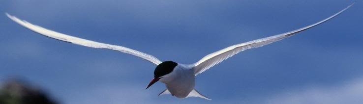 LIBRE Foto-animales-gaviota