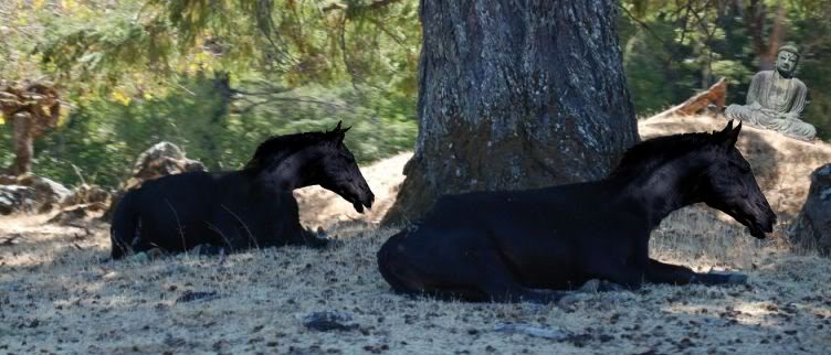 Robed-up farm animals?  Horsey