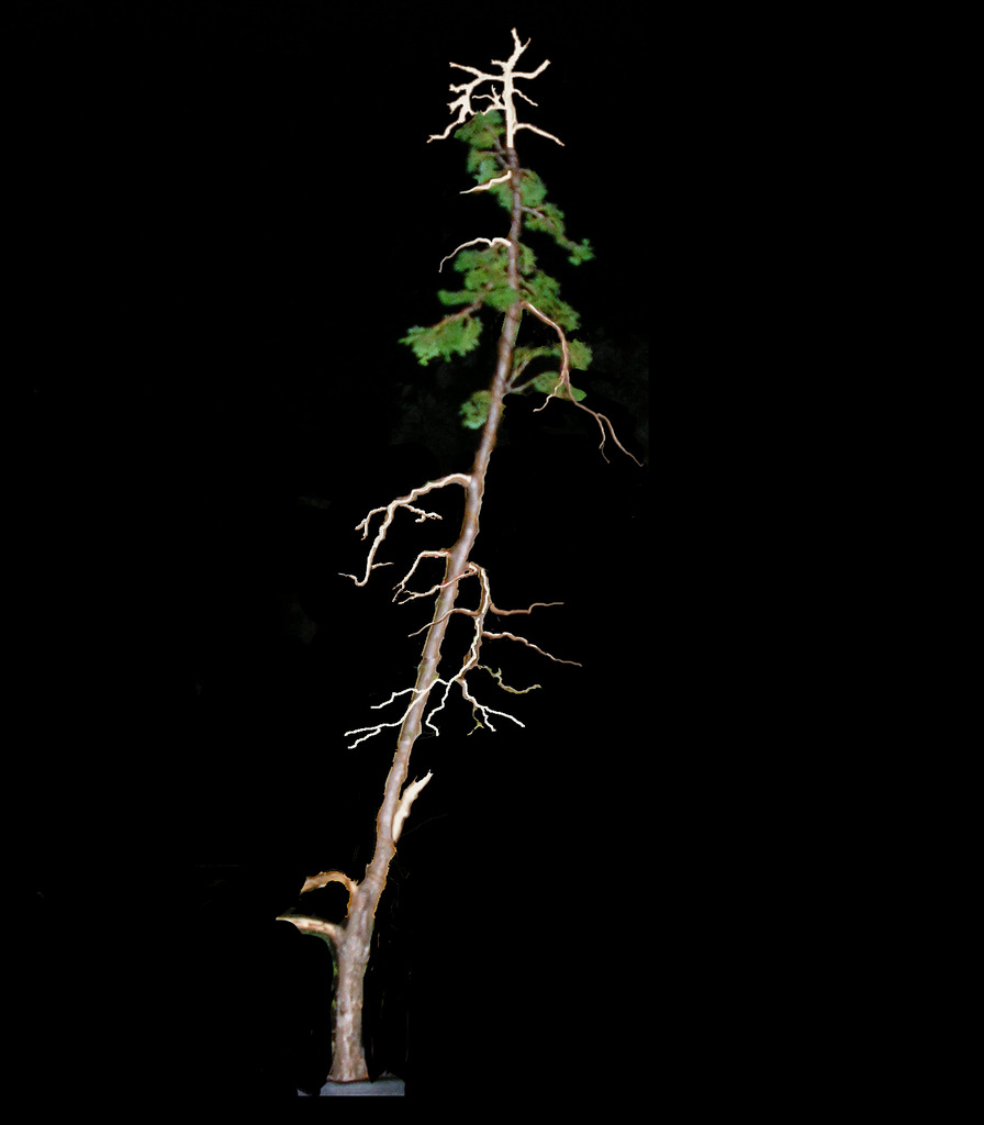 Hinoki in Alabama P9160121edited4deadwood_zpsj6epgpeh