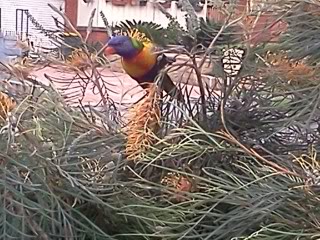 Birds in my Aussie garden IMG133