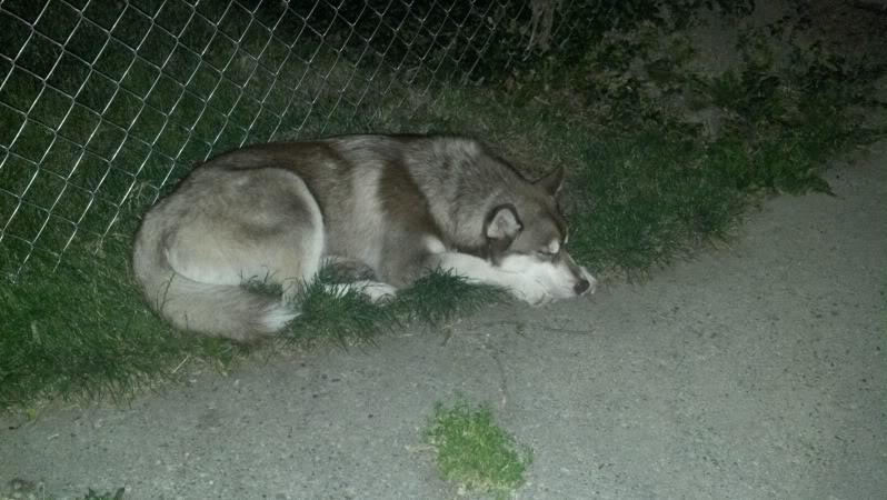 My first husky! 2012-06-16_23-38-31_326