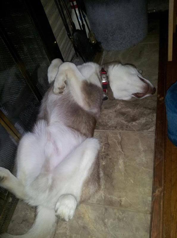 Classic Photos Of Your Huskies - Page 3 Lokidreaming