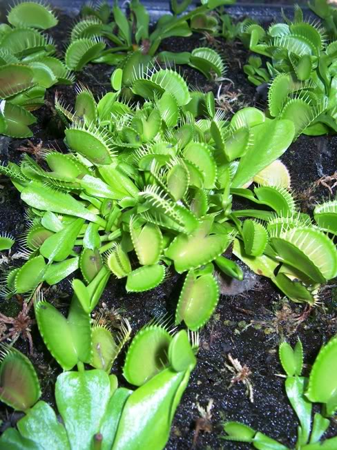 Dionaea muscipula - Transplante e Separação HPIM1492