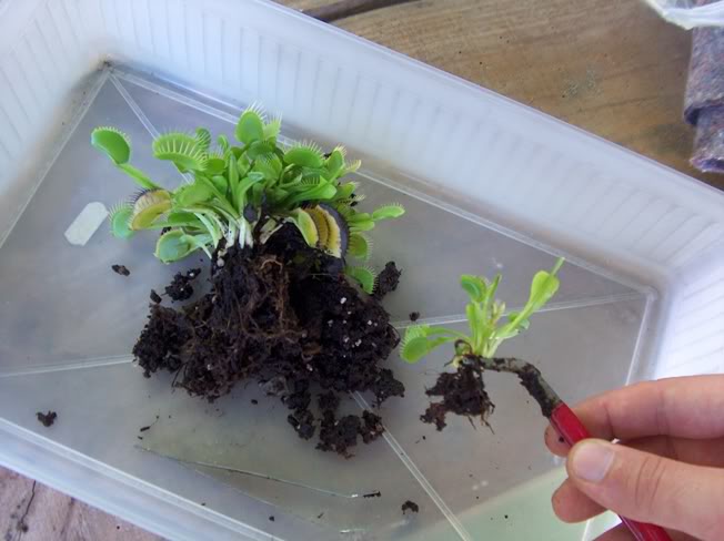 Dionaea muscipula - Transplante e Separação HPIM1512