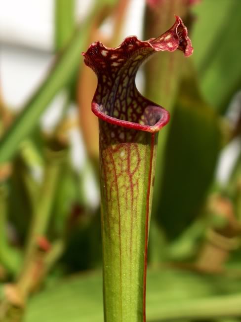 FOTOS DE PLANTAS CARNIVORAS -  de Ricardo Miranda HPIM1654