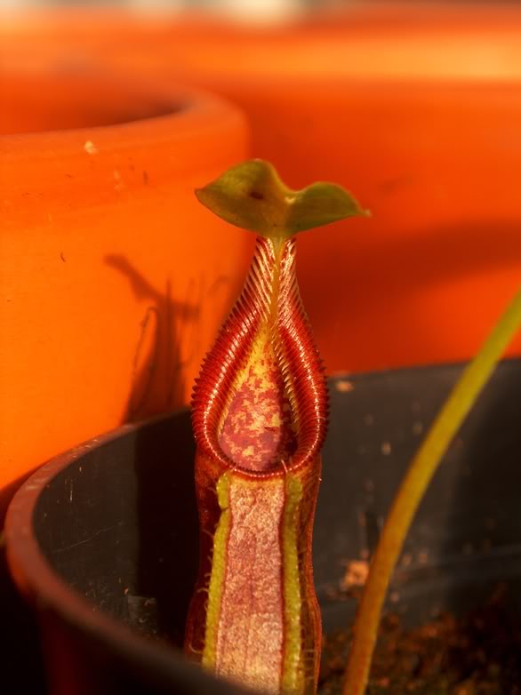 FOTOS DE PLANTAS CARNIVORAS -  de Ricardo Miranda HPIM2135