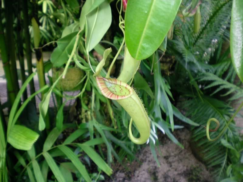 Real Jardín Botánico de Madrid SANY0128