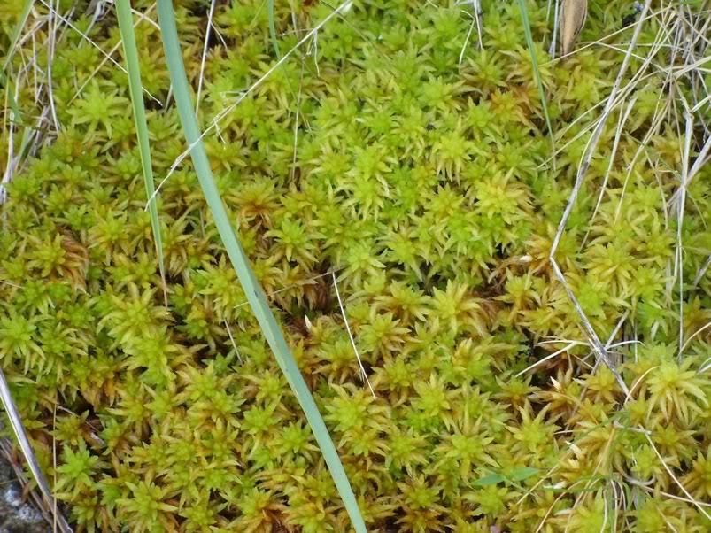 Pinguicula lusitanica e Drosera rotundifolia com pronuncia do norte! SDC11746