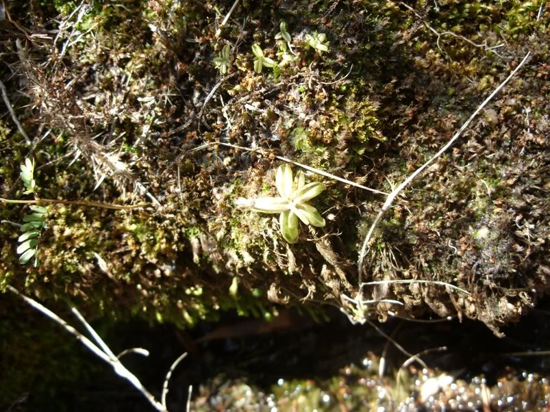 Pinguicula lusitanica e Drosera rotundifolia com pronuncia do norte! SDC11814