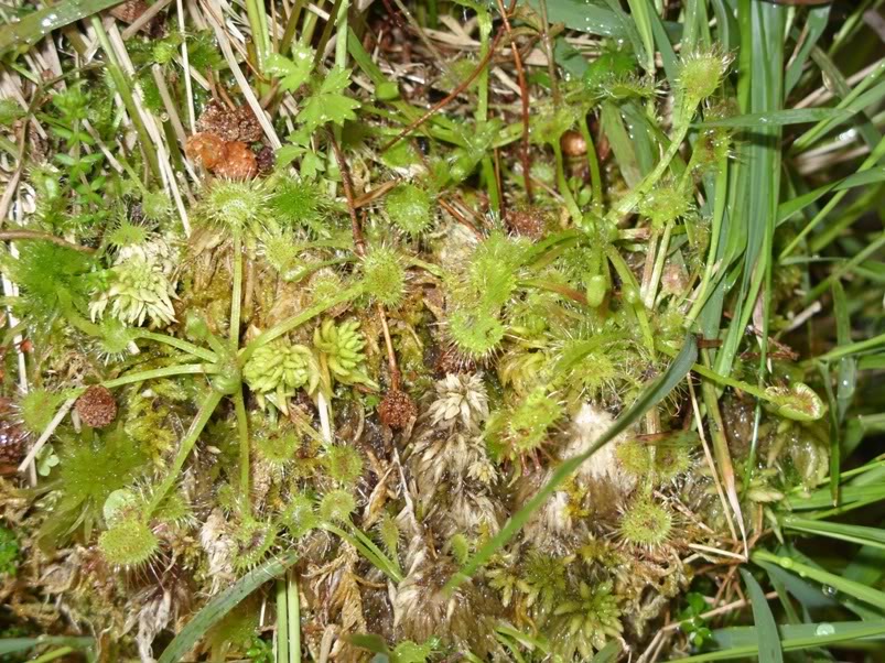 Pinguicula lusitanica e Drosera rotundifolia com pronuncia do norte! SDC11832