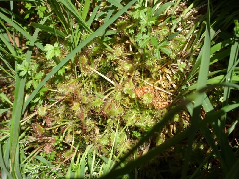 Pinguicula lusitanica e Drosera rotundifolia com pronuncia do norte! SDC11835