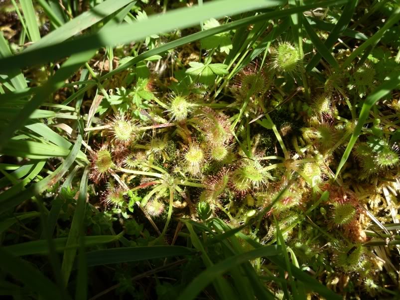 Pinguicula lusitanica e Drosera rotundifolia com pronuncia do norte! SDC11838