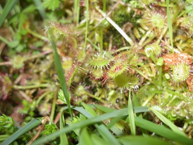 Pinguicula lusitanica e Drosera rotundifolia com pronuncia do norte! SDC11844