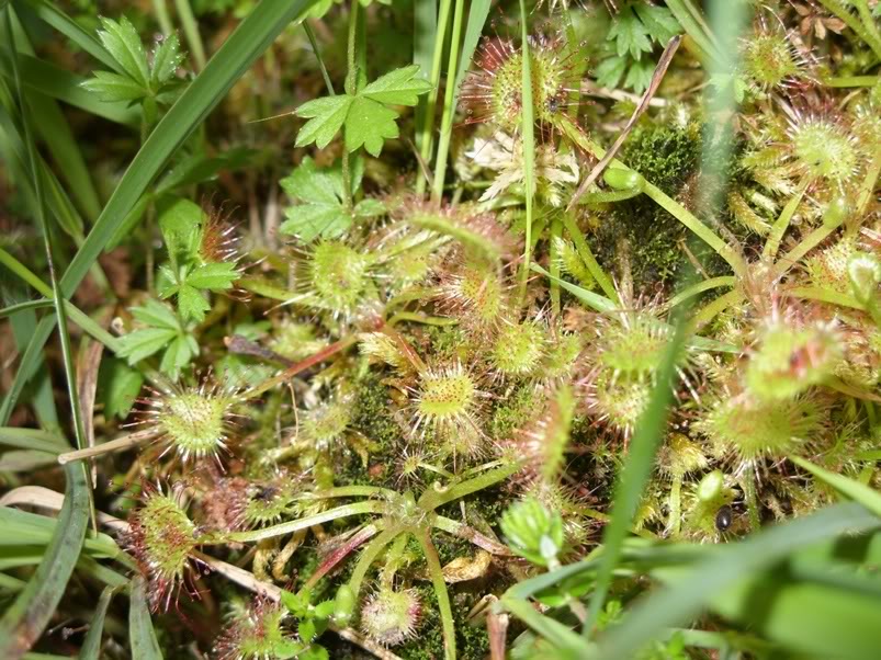 Pinguicula lusitanica e Drosera rotundifolia com pronuncia do norte! SDC11845