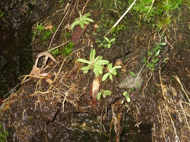 Pinguicula lusitanica e Drosera rotundifolia com pronuncia do norte! SDC11854