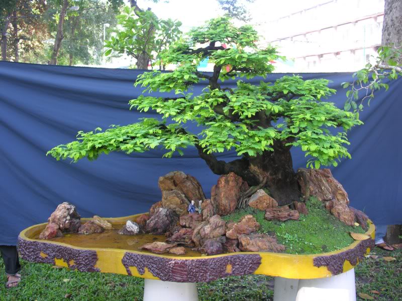 Bonsai anh Lansdcaping in Viet Nam Spring Flower Festival Show IBCLS1