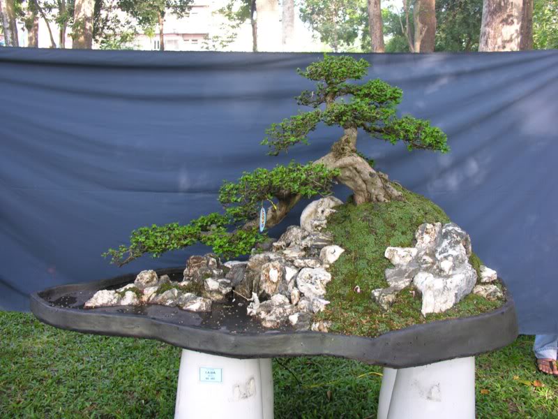 Bonsai anh Lansdcaping in Viet Nam Spring Flower Festival Show IBCLS12