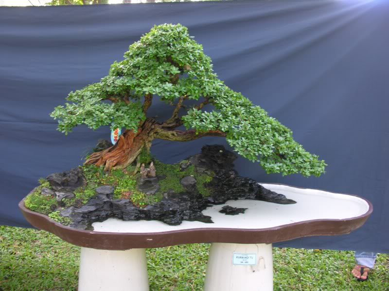 Bonsai anh Lansdcaping in Viet Nam Spring Flower Festival Show IBCLS14