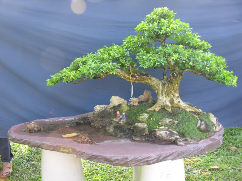 Bonsai anh Lansdcaping in Viet Nam Spring Flower Festival Show IBCLS17