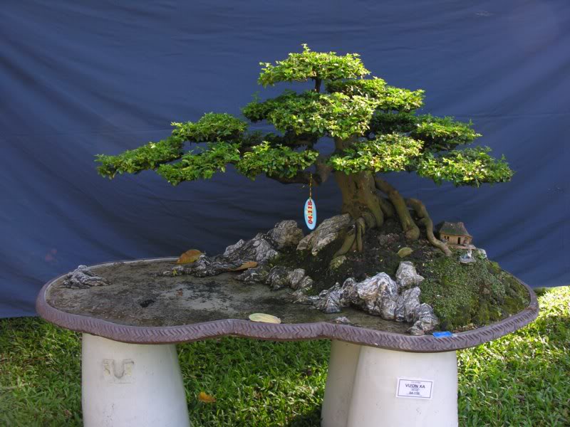 Bonsai anh Lansdcaping in Viet Nam Spring Flower Festival Show IBCLS18